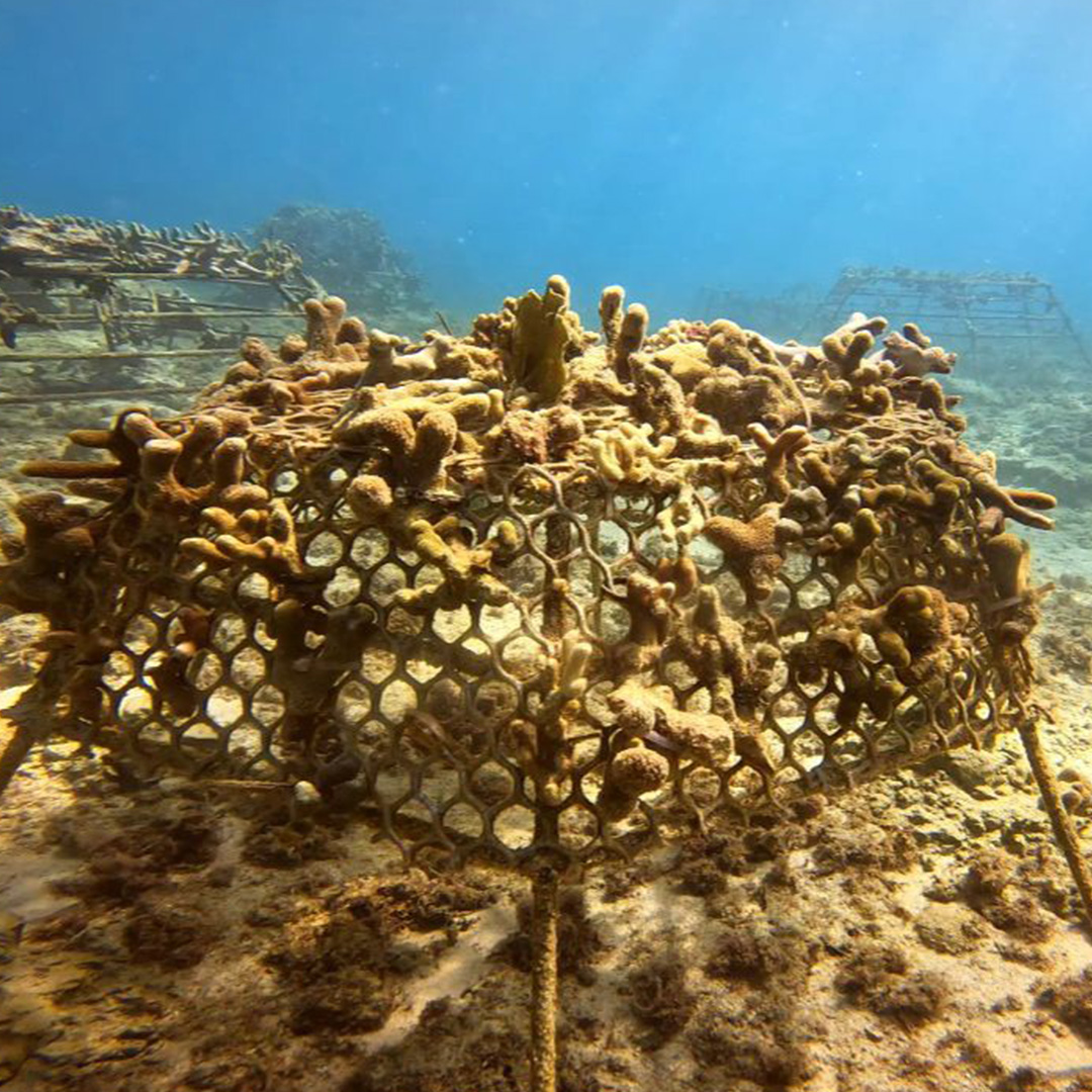 img-ecologiamarina-2