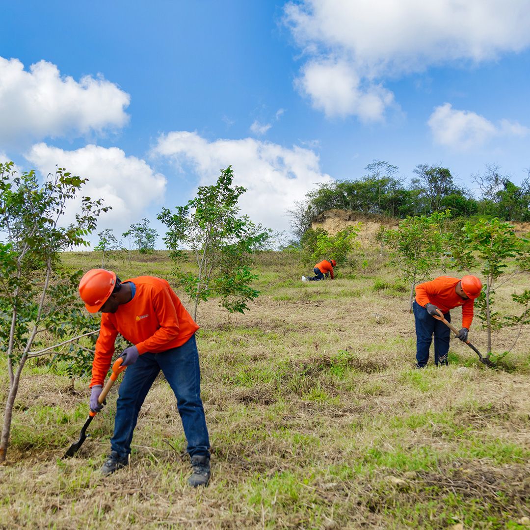 img-reforestacion-3