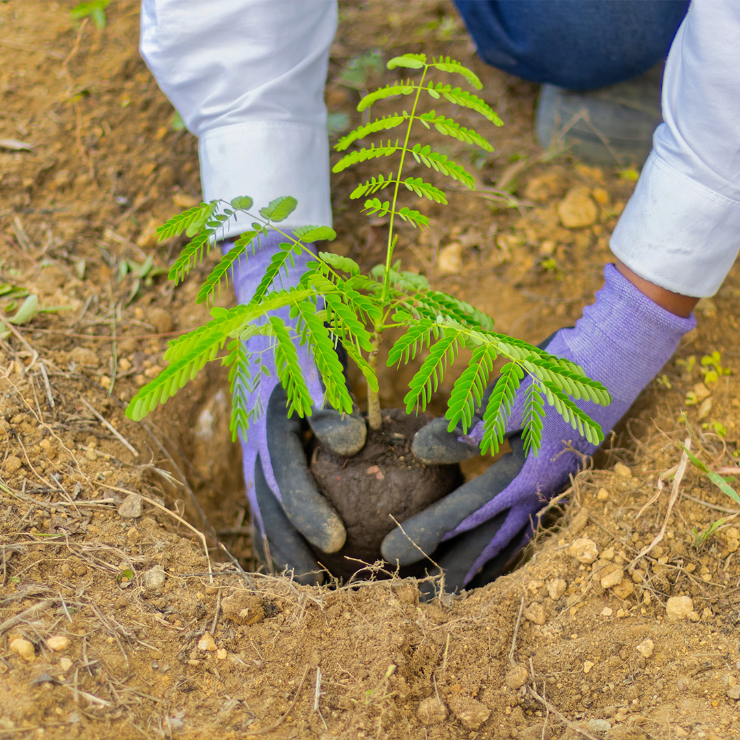 img-reforestacion-4